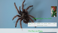 20190302-112004-https-www-nagelhex-com--x-atf.png